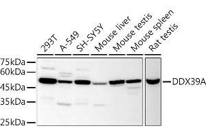 Western blot analysis of extracts of various cell lines, using DDX39A antibody (ABIN6131590, ABIN6139489, ABIN6139491 and ABIN6223963) at 1:1000 dilution. (DDX39 Antikörper  (AA 178-427))