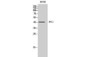 Western Blotting (WB) image for anti-RNA Terminal Phosphate Cyclase-Like 1 (RCL1) (C-Term) antibody (ABIN3186717)