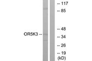 Western blot analysis of extracts from K562 cells, using OR5K3 Antibody. (OR5K3 Antikörper  (AA 232-281))