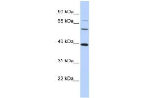 WB Suggested Anti-MAF Antibody Titration:  0. (MAF Antikörper  (N-Term))