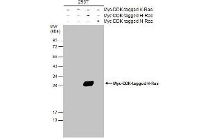 WB Image Non-transfected (–) and transfected (+) 293T whole cell extracts (30 μg) were separated by 12% SDS-PAGE, and the membrane was blotted with H-Ras antibody , diluted at 1:5000. (HRAS Antikörper  (C-Term))