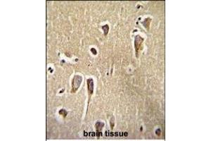 CRFR2 Antibody (D35) (ABIN655389 and ABIN2844937) immunohistochemistry analysis in formalin fixed and paraffin embedded human brain tissue followed by peroxidase conjugation of the secondary antibody and DAB staining. (CRHR2 Antikörper  (AA 10-39))