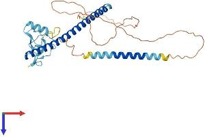 THAP Domain Containing 11 (THAP11) (AA 1-314) protein (His tag)