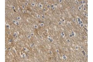 Immunohistochemistry (IHC) image for anti-Aquaporin 4 (AQP4) (AA 178-317) antibody (ABIN7428122)
