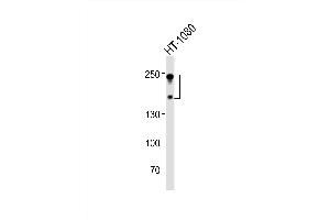 Western blot analysis of lysate from HT-1080 cell line, using NC Antibody (C-term) (ABIN6242237 and ABIN6577689). (CD56 Antikörper  (C-Term))