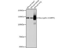 Western blot analysis of extracts of various cell lines, using Neuropilin-1 (NRP1) (NRP1) antibody (ABIN7268891) at 1:1000 dilution. (Neuropilin 1 Antikörper)