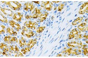 Immunohistochemistry of paraffin-embedded Mouse intestine using OLR1 Polyclonal Antibody at dilution of 1:200 (40x lens).