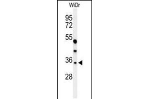Western blot analysis of MAFA Antibody in WiDr cell line lysates (35ug/lane) (MAFA Antikörper  (C-Term))