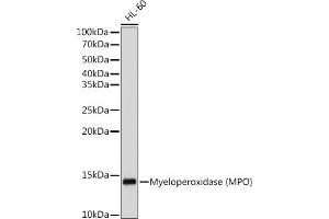 Western blot analysis of extracts of HL-60 cells, using Myeloperoxidase (MPO) antibody (ABIN7268726) at 1:500 dilution. (Myeloperoxidase Antikörper)