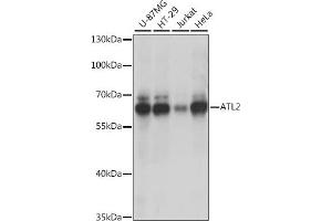 Western blot analysis of extracts of various cell lines, using  antibody (ABIN7265713) at 1:1000 dilution. (ATL2 Antikörper  (AA 390-470))