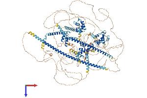 CUX2 Protein (AA 1-1426) (His tag)