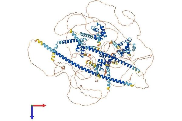 CUX2 Protein (AA 1-1426) (His tag)