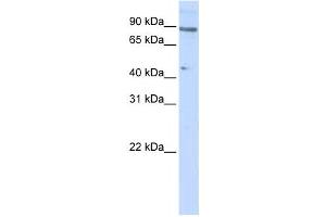 Western Blotting (WB) image for anti-Zinc Finger Protein 280C (ZNF280C) antibody (ABIN2458380) (ZNF280C Antikörper)
