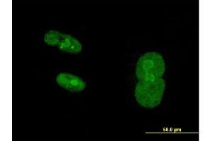 Immunofluorescence (IF) image for anti-Nuclear Receptor Subfamily 2, Group C, Member 1 (NR2C1) (AA 1-467) antibody (ABIN1774819)
