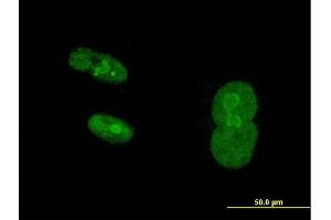 Immunofluorescence of purified MaxPab antibody to NR2C1 on Hs 181.