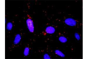 Proximity Ligation Assay (PLA) image for anti-Guanine Nucleotide Binding Protein (G Protein), beta 5 (GNB5) (AA 1-90) antibody (ABIN564658)