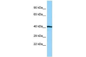 WB Suggested Anti-AHSA1 Antibody Titration: 1. (AHSA1 Antikörper  (C-Term))