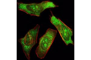 Fluorescent image of Hela cell stained with SHP2 Antibody (ABIN392907 and ABIN2842294)/SH050329B. (PTPN11 Antikörper)