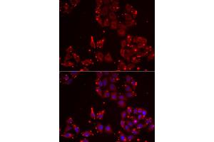 Immunofluorescence analysis of U2OS cells using MSRA antibody.