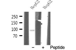 Western blot analysis on HepG2 cell lysate using EFNA4 Antibody (EFNA4 Antikörper  (Internal Region))