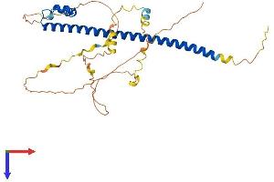 MAFB Protein (AA 1-323) (His tag)