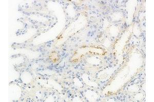 ABIN6262317 and ABIN6269111 at 1/100 staining human normal kidney tissue by IHC-P.