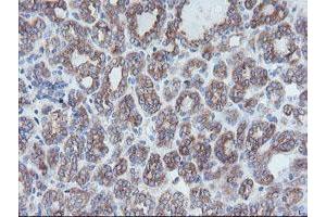 Image no. 1 for anti-Crystallin, Zeta, Homolog antibody (ABIN1497654) (CRYZL1 Antikörper)