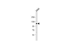 Anti-ECT2L Antibody (C-term) at 1:1000 dilution + A549 whole cell lysate Lysates/proteins at 20 μg per lane. (ECT2L Antikörper  (C-Term))