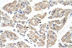 Immunohistochemical staining (Formalin-fixed paraffin-embedded sections) of human muscle with FARS2 polyclonal antibody  at 4-8 ug/mL working concentration. (FARS2 Antikörper  (N-Term))