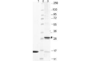 IL-17F Human Recombinant Protein - SDS-PAGE. (IL17F Protein)