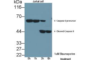 Detection of CASP8 in lysates of Jurkat cell line using Polyclonal Antibody to Caspase 8 (CASP8) (Caspase 8 Antikörper  (AA 7-201))