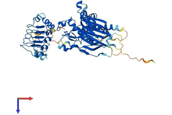 CNOT6 Protein (AA 1-557) (His tag)