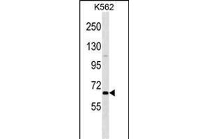POU2F1 Antibody (N-term) (ABIN1538858 and ABIN2849811) western blot analysis in K562 cell line lysates (35 μg/lane).