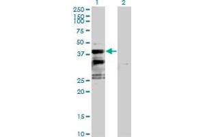 Western Blot analysis of SFXN2 expression in transfected 293T cell line by SFXN2 MaxPab polyclonal antibody. (SFXN2 Antikörper  (AA 1-322))