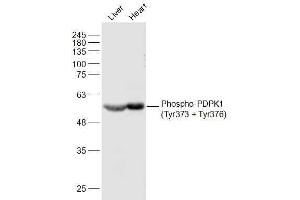 Lane 1: Mouse Liver lysates Lane 2: Mouse Heart lysates probed with Phospho-PDPK1(Tyr373 + Tyr376) Polyclonal Antibody, Unconjugated  at 1:500 dilution and 4˚C overnight incubation. (PDPK1 Antikörper  (pTyr373, pTyr376))