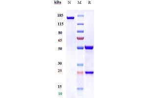 Anti-MUC16 Reference Antibody (oregovomab) on SDS-PAGE under reducing (R) condition.