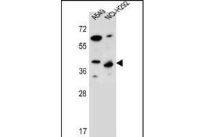 LRRC67 Antibody (C-term) (ABIN656389 and ABIN2845683) western blot analysis in A549,NCI- cell line lysates (35 μg/lane). (PPP1R42 Antikörper  (C-Term))