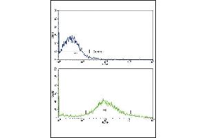 Flow cytometric analysis of NCI- cells using FZD1 Antibody (Center)(bottom histogram) compared to a negative control cell (top histogram). (FZD1 Antikörper  (AA 367-396))