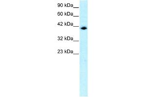 WB Suggested Anti-ISGF3G Antibody Titration: 0. (IRF9 Antikörper  (N-Term))