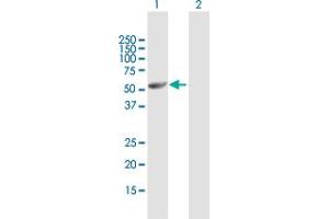 Western Blot analysis of UGP2 expression in transfected 293T cell line by UGP2 MaxPab polyclonal antibody.