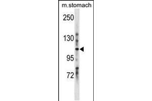 Western blot analysis in mouse stomach tissue lysates (35ug/lane). (Lrig1 Antikörper  (C-Term))
