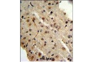 TRIB2 Antibody (N-term) (ABIN652876 and ABIN2842567) IHC analysis in formalin fixed and paraffin embedded mouse brain followed by peroxidase conjugation of the secondary antibody and DAB staining. (TRIB2 Antikörper  (N-Term))