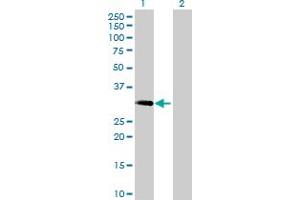 Western Blot analysis of MAST4 expression in transfected 293T cell line by MAST4 MaxPab polyclonal antibody. (MAST4 Antikörper  (AA 1-250))