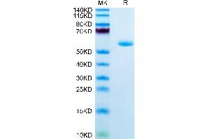 Human APOA1 on Tris-Bis PAGE under reduced condition. (APOA1 Protein (AA 25-267) (Fc Tag))