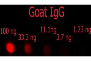 Dot Blot of F(ab')2 Donkey anti-Goat IgG Phycoerythrin Conjugated Min X Ch, GP, Ham, Hs, Hu, Ms, Rb, & Rt serum proteins antibody. (Esel anti-Ziege IgG (Heavy & Light Chain) Antikörper (PE) - Preadsorbed)