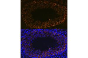 Immunofluorescence analysis of mouse testis using PIWIL1 Rabbit mAb (ABIN7269381) at dilution of 1:100 (40x lens). (PIWIL1 Antikörper)