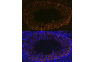 Immunofluorescence analysis of mouse testis using PIWIL1 Rabbit mAb (ABIN7269381) at dilution of 1:100 (40x lens).