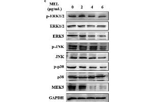 MEL exerts an effect on the MAPK pathway, as determined through qRT-PCR and Western blotting in UM-UC-3 and 5637 cells. (ERK1 Antikörper  (pThr185, pThr187, pThr202, pThr204))