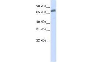 Image no. 1 for anti-Tripartite Motif Containing 45 (TRIM45) (AA 36-85) antibody (ABIN6740817) (TRIM45 Antikörper  (AA 36-85))