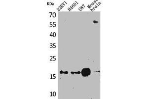 Western Blot analysis of 22RV-1 H460 U87 mouse brain cells using Apelin Polyclonal Antibody (Apelin Antikörper  (C-Term))